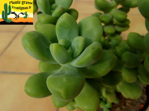 Sedum Sandra Mottram