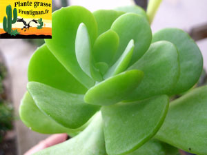 Sedum alexanderi