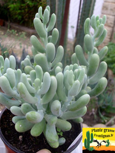 Sedum allantoides