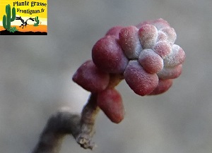 Sedum brevifolium