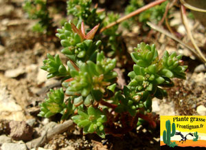 Sedum caespitosum