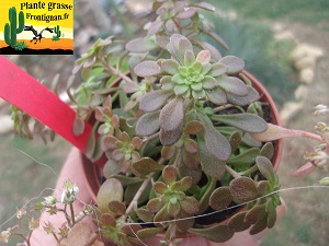 Sedum cepae