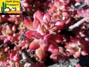 Sedum cuspidatum