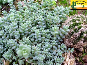 Sedum dasyphyllum var dasyphyllum
