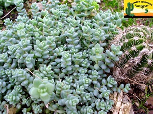 Sedum dasyphyllum var dasyphyllum