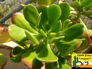 Sedum dendroideum Colossus