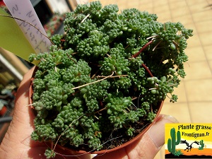 Sedum hirsutum ssp hirsutum