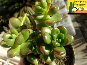 Sedum lucidum Obesum