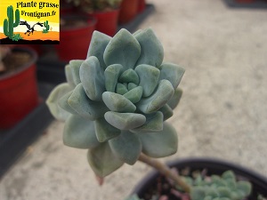 Sedum macdougallii