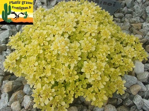 Sedum makinoi Ogon