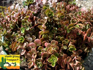 Sedum makinoi