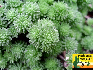 Sedum multiceps