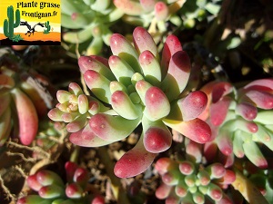 Sedum pachyphyllum