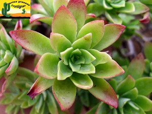 Sedum palmeri