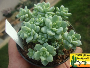 Sedum perezdelarosae