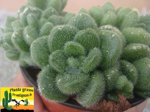 Sedum piaxtlaense