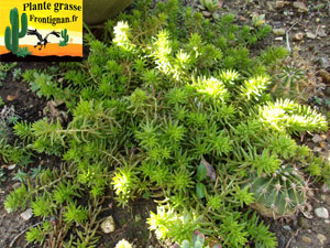 Sedum reptans