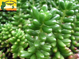 Sedum Rubrotinctum