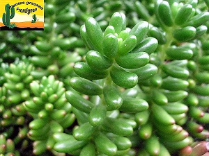 Sedum Rubrotinctum