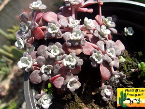 Sedum spathulifolium ssp pruinosum