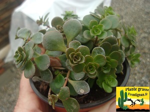 Sedum tetractinum Coral Reef