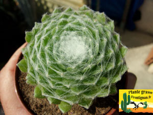 Sempervivum PGF37