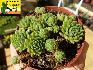 Sempervivum montanum ssp montanum