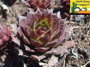 Sempervivum tectorum ssp boutignyanum