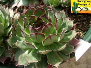 Sempervivum tectorum var avernense