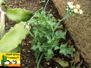 Senecio articulatus