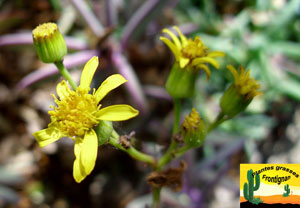 Senecio crassissimus