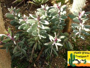 Senecio crassissimus