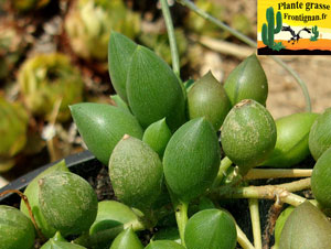 Senecio herreianus