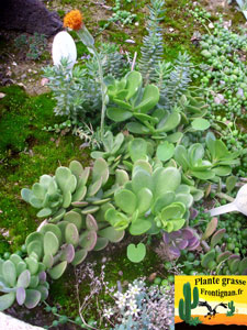 Senecio jacobsenii