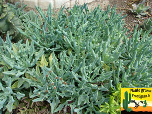 Senecio kleiniiformis