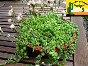 Senecio rowleyanus