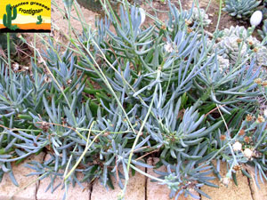 Senecio serpens