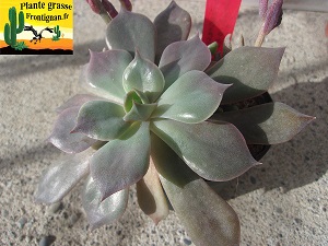 Sinocrassula indica var indica