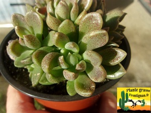 Sinocrassula sp