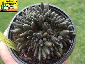 Sinocrassula yunnanensis