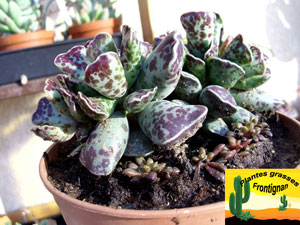 Adromischus cooperi