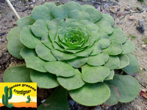 Aeonium glandulosum