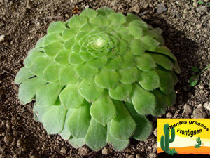 aeonium tabuliforme