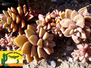 Graptosedum Bronze