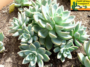 Graptoveria Acaulis