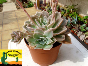 Graptoveria Fantome