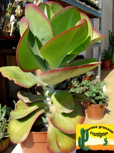 Kalanchoe luciae