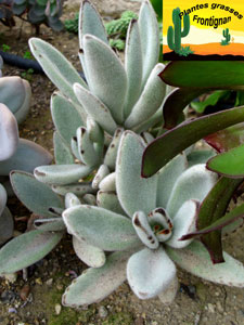 Kalanchoe tomentosa