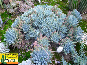 Pachysedum Frontignan