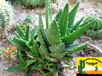 Les Aloes